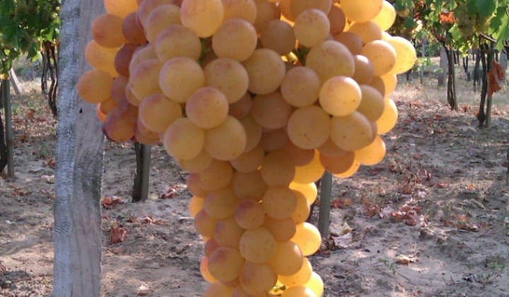 Zobraziť fotografiu