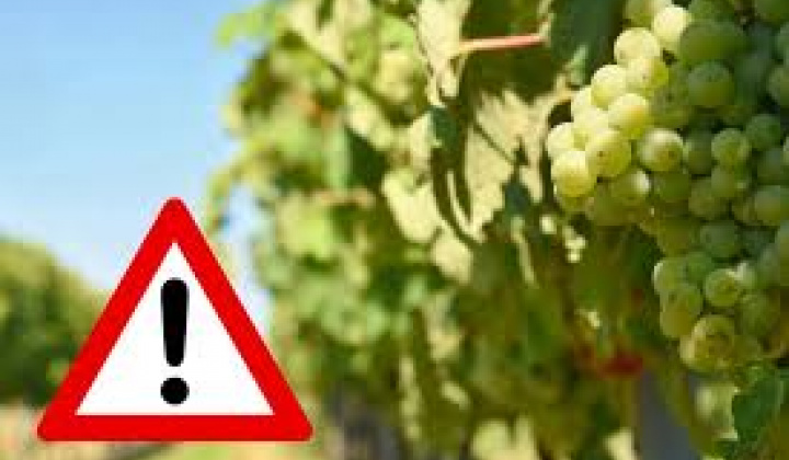 Fotka - Dôležité upozornenie pre pertovateľov viniča